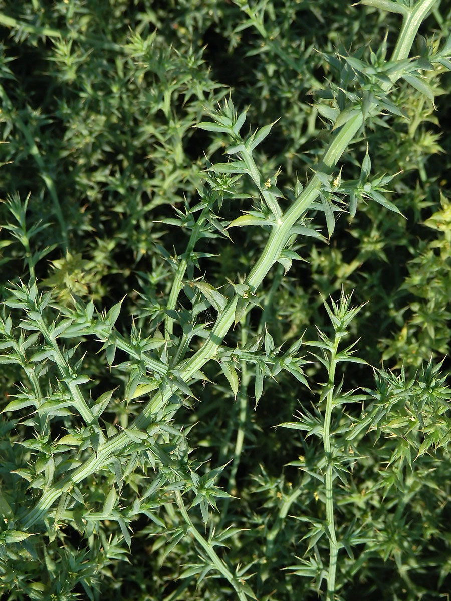 Slanobýl draselný (Salsola kali L.)