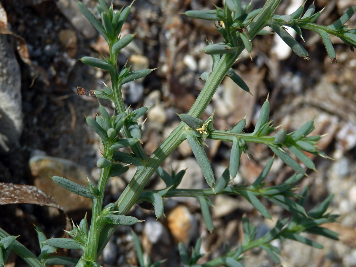 Slanobýl draselný (Salsola kali L.)