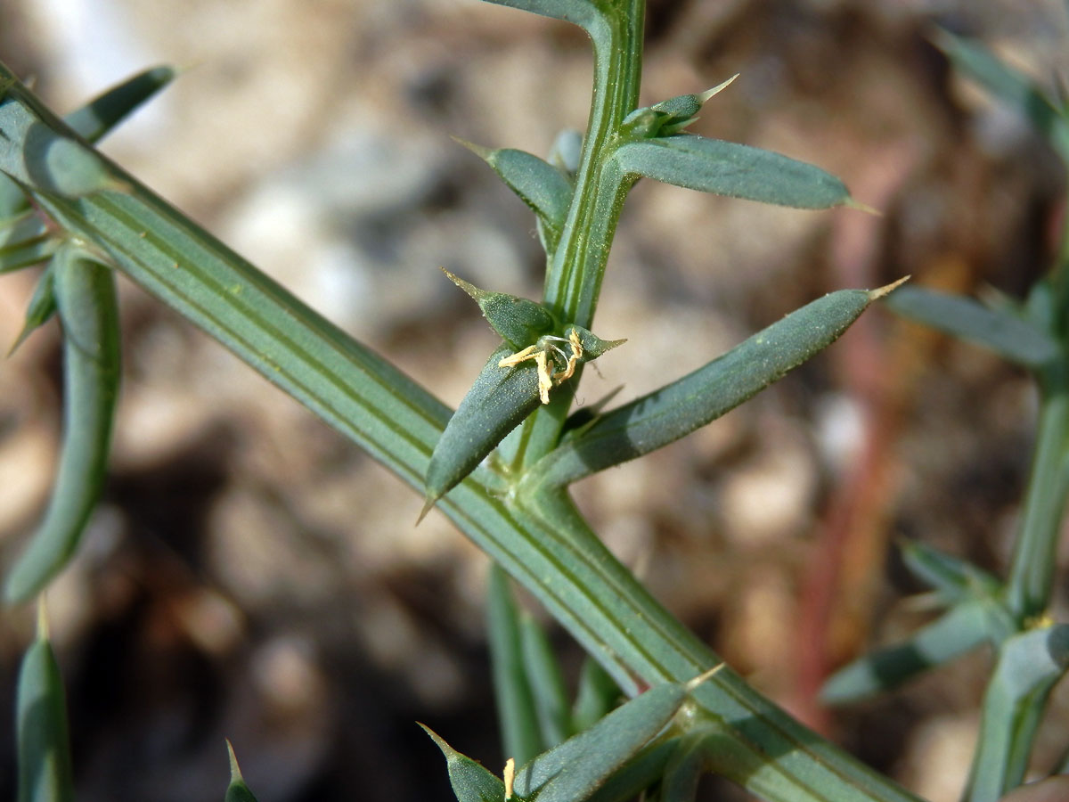 Slanobýl draselný (Salsola kali L.)