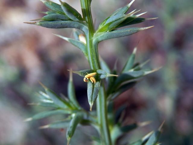 Slanobýl draselný (Salsola kali L.)