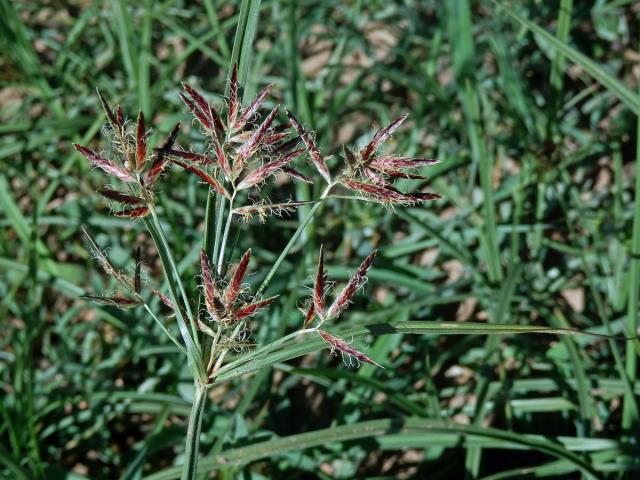 Šáchor (Cyperus longus L.)