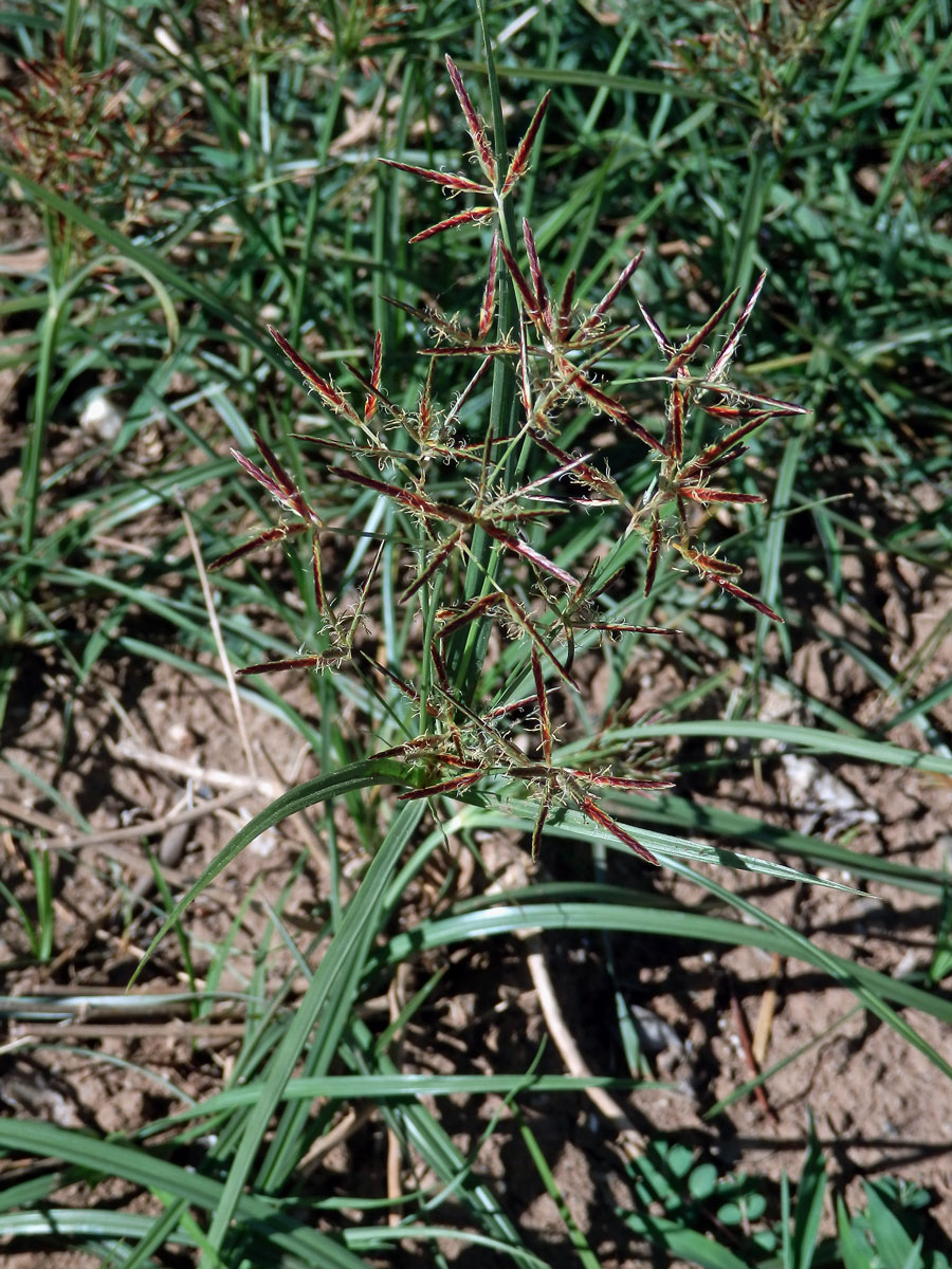 Šáchor (Cyperus longus L.)