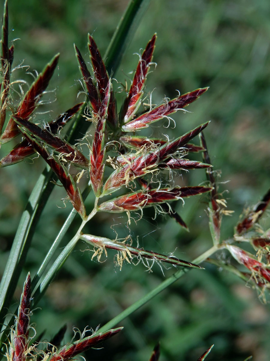 Šáchor (Cyperus longus L.)