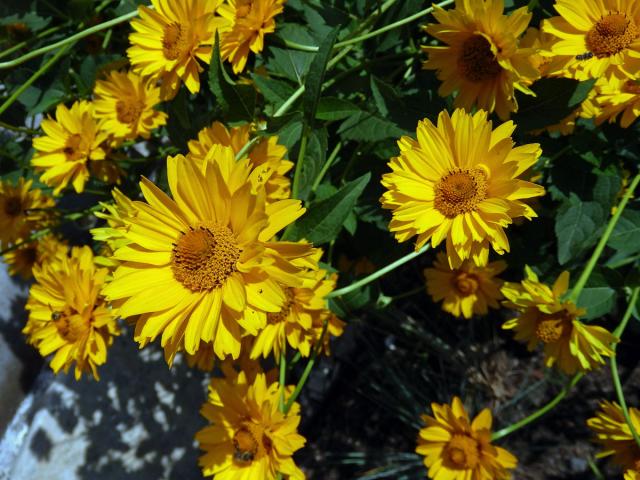 Janeba drsná (Heliopsis helianthoides (L.) Sweet)