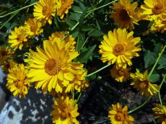 Janeba drsná (Heliopsis helianthoides (L.) Sweet)   