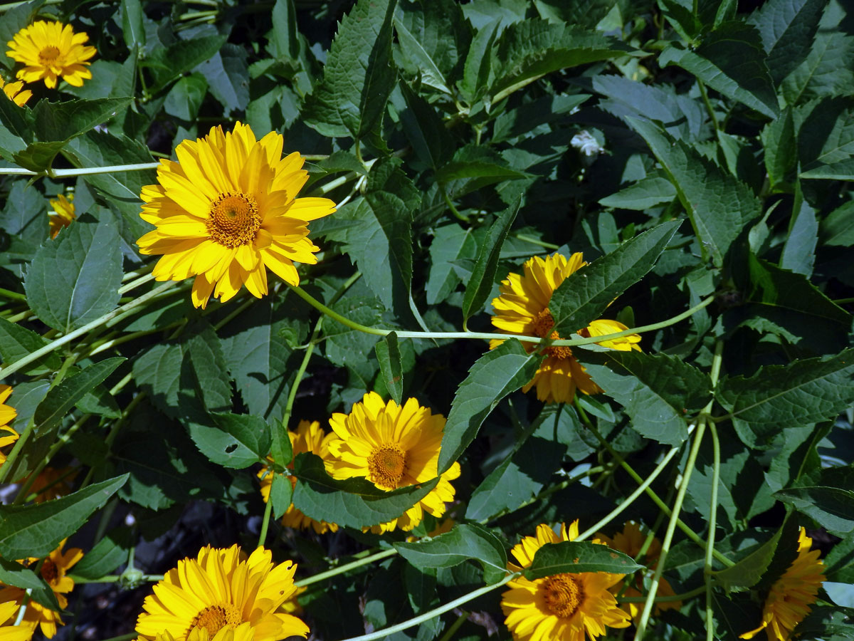 Janeba drsná (Heliopsis helianthoides (L.) Sweet)