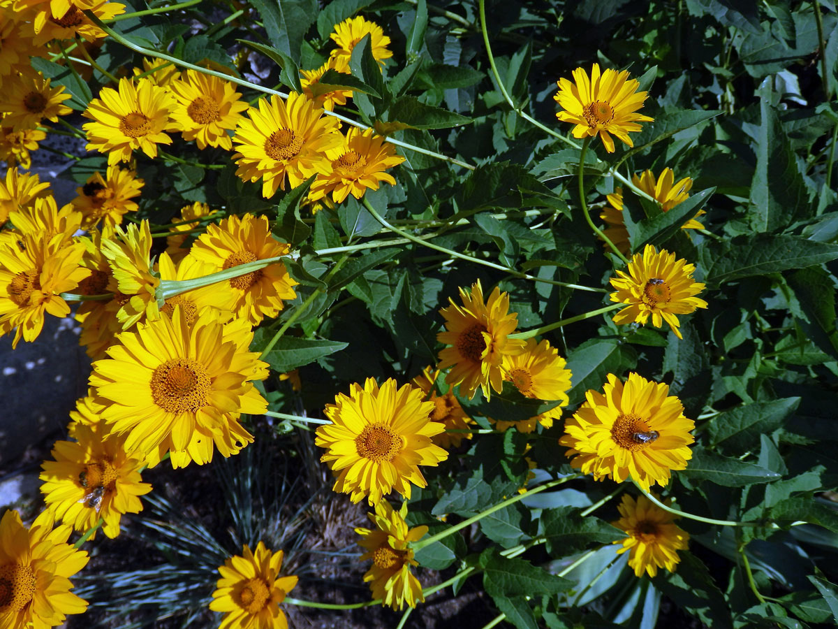 Janeba drsná (Heliopsis helianthoides (L.) Sweet)