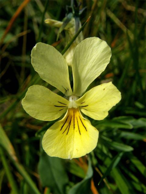 Violka žlutá (Viola lutea Huds.)