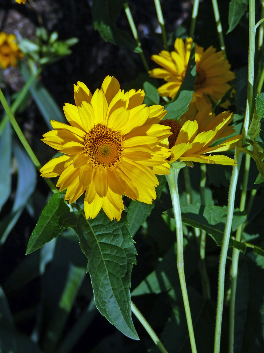 Janeba drsná (Heliopsis helianthoides (L.) Sweet)