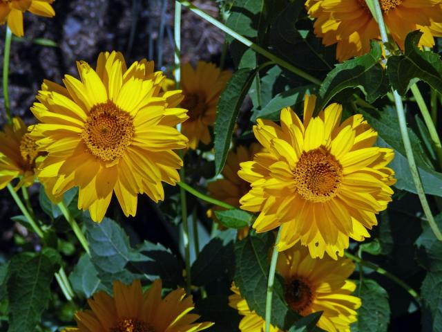 Janeba drsná (Heliopsis helianthoides (L.) Sweet)