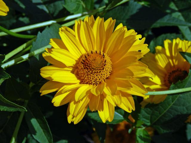 Janeba drsná (Heliopsis helianthoides (L.) Sweet)