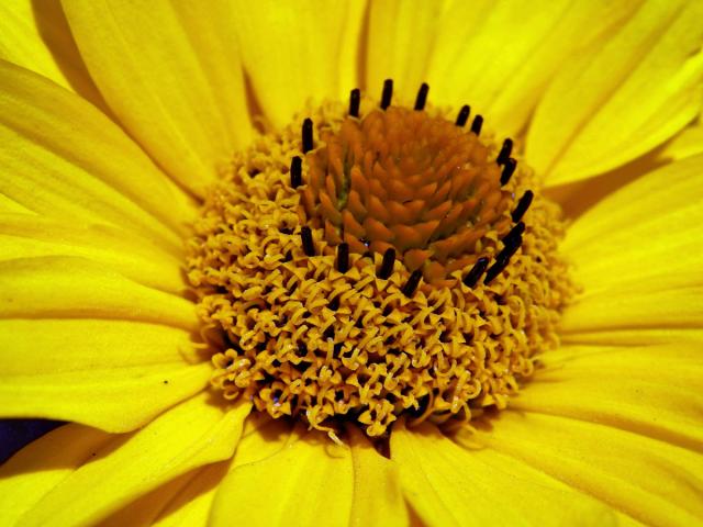 Janeba drsná (Heliopsis helianthoides (L.) Sweet)