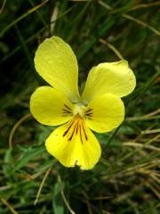 Violka žlutá (Viola lutea Huds.)