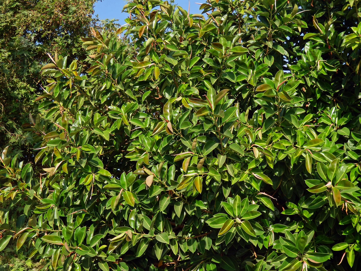 Fíkovník pryžodárný (Ficus elastica Roxb. ex Hornem.)