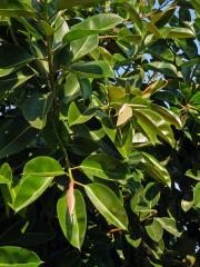 Fíkovník pryžodárný (Ficus elastica Roxb. ex Hornem.)