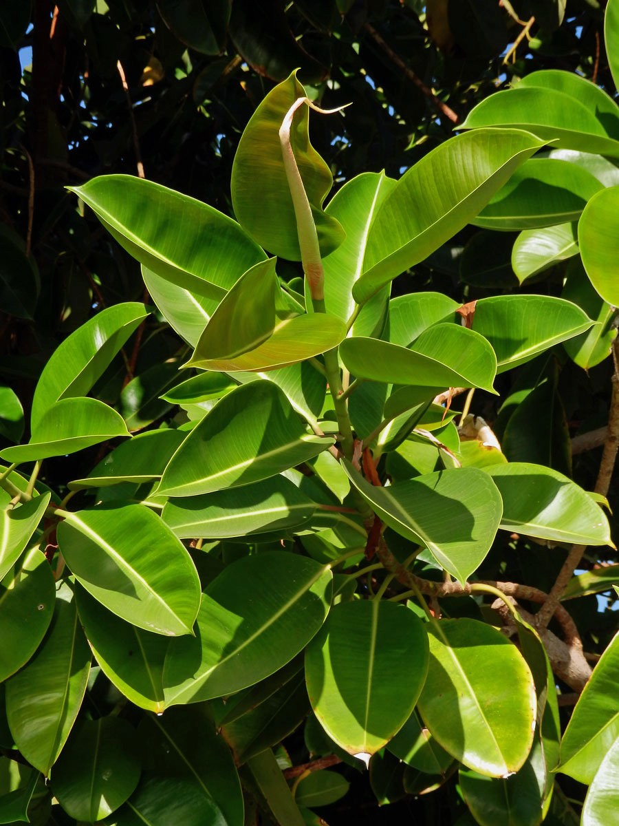 Fíkovník pryžodárný (Ficus elastica Roxb. ex Hornem.)