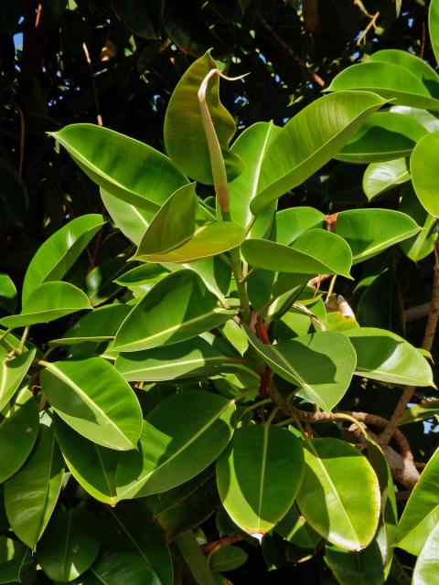 Fíkovník pryžodárný (Ficus elastica Roxb. ex Hornem.)