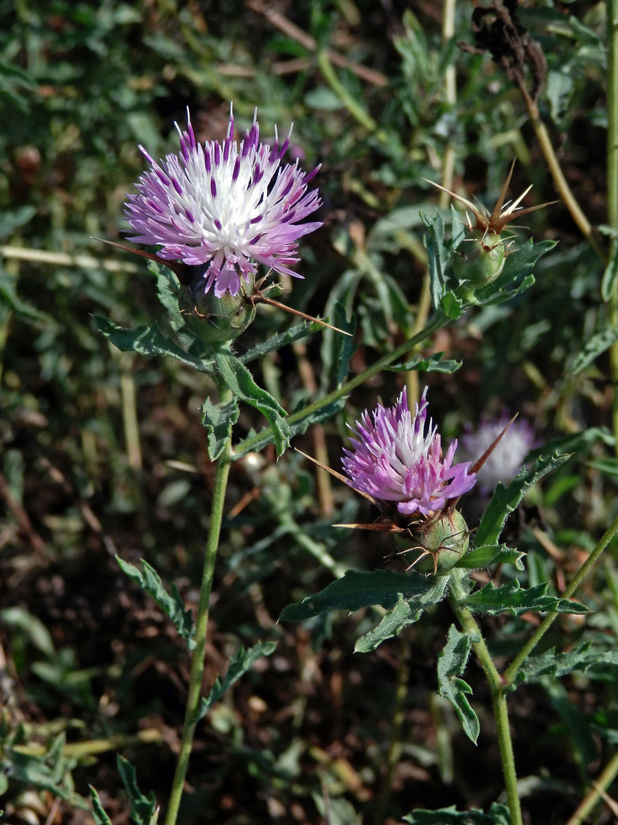 Chrpa sikavice (Centaurea calcitrapa L.)