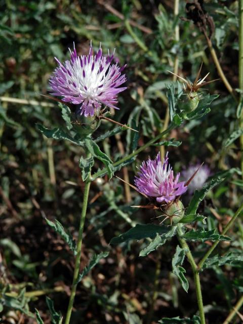 Chrpa sikavice (Centaurea calcitrapa L.)