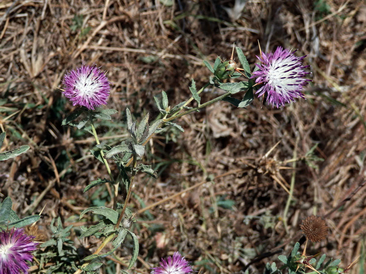 Chrpa sikavice (Centaurea calcitrapa L.)