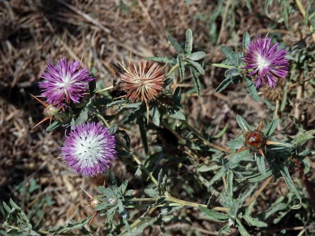 Chrpa sikavice (Centaurea calcitrapa L.)