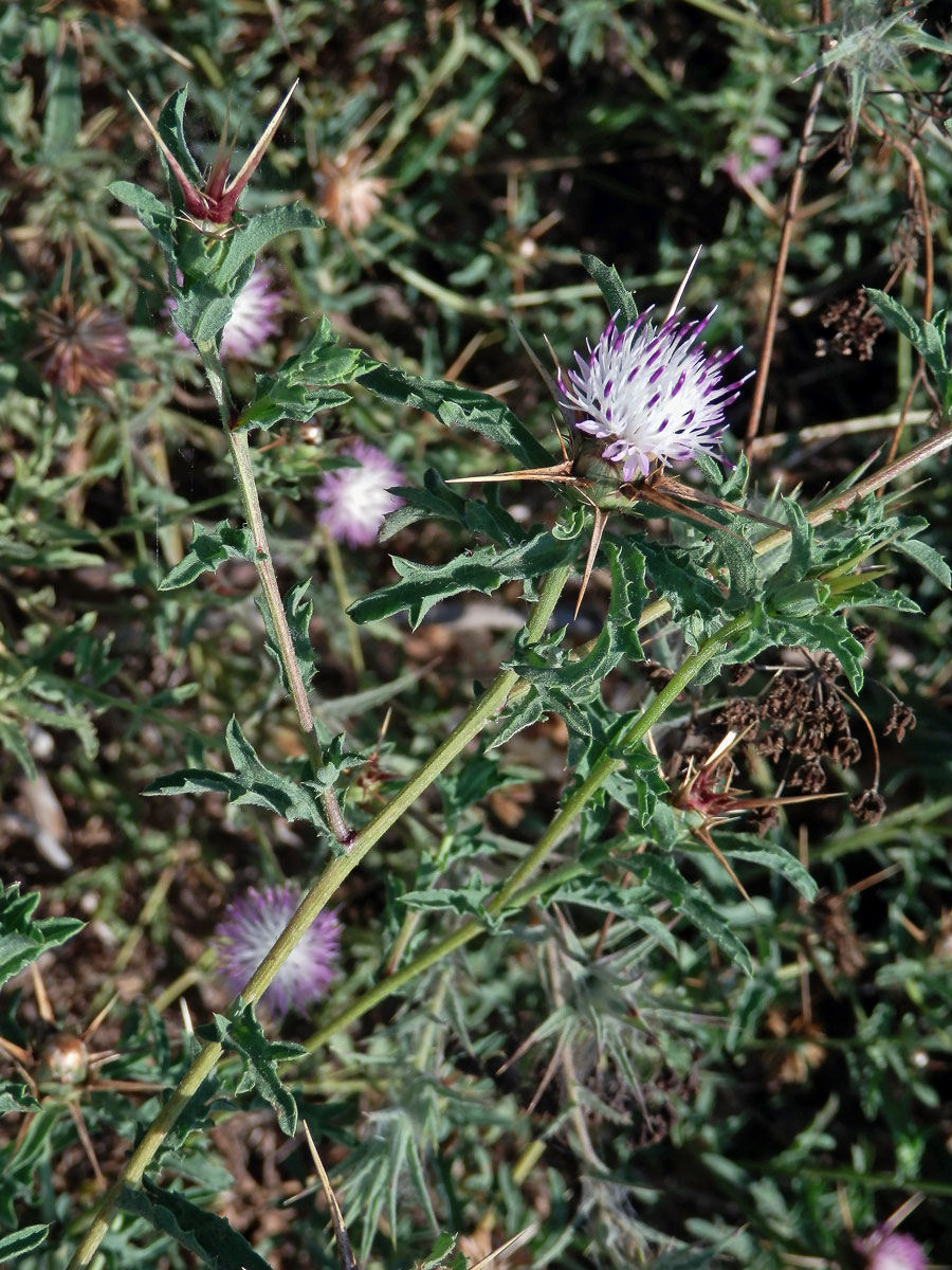 Chrpa sikavice (Centaurea calcitrapa L.)