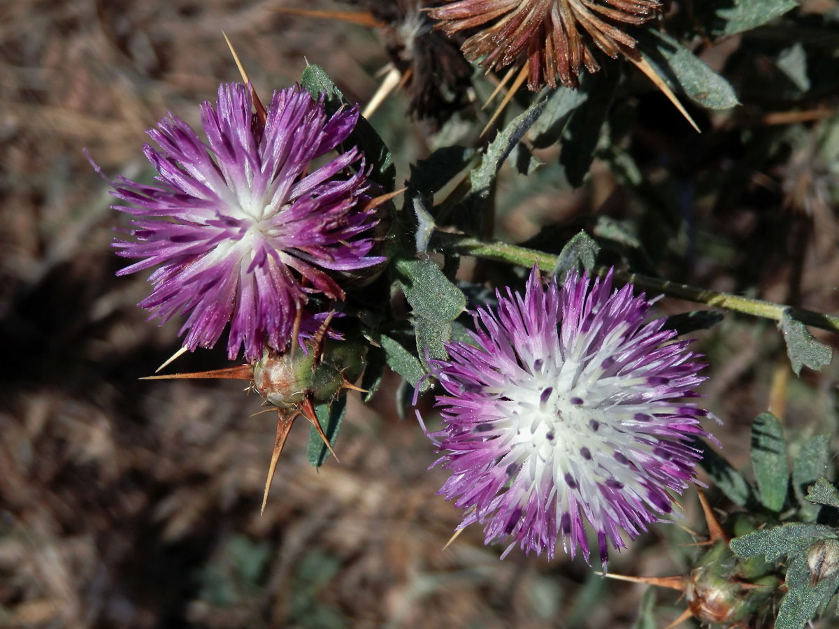 Chrpa sikavice (Centaurea calcitrapa L.)