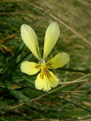 Violka žlutá (Viola lutea Huds.)