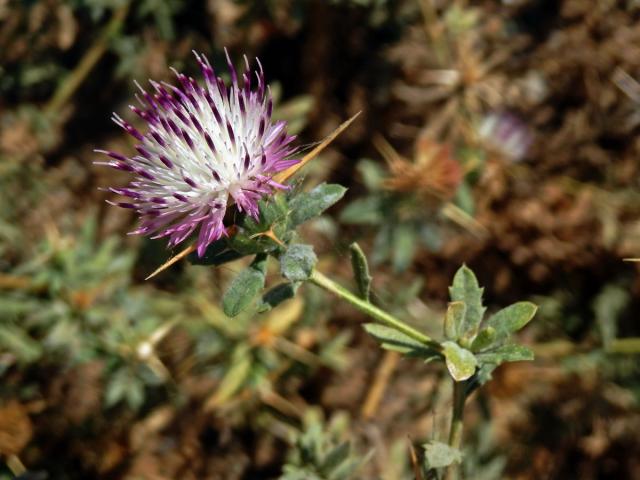 Chrpa sikavice (Centaurea calcitrapa L.)