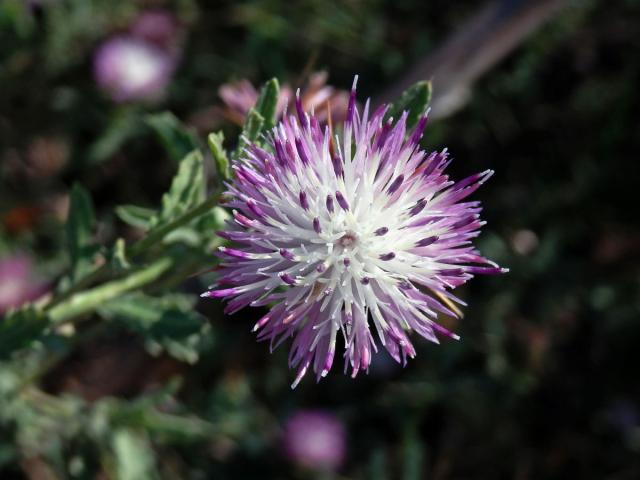 Chrpa sikavice (Centaurea calcitrapa L.)