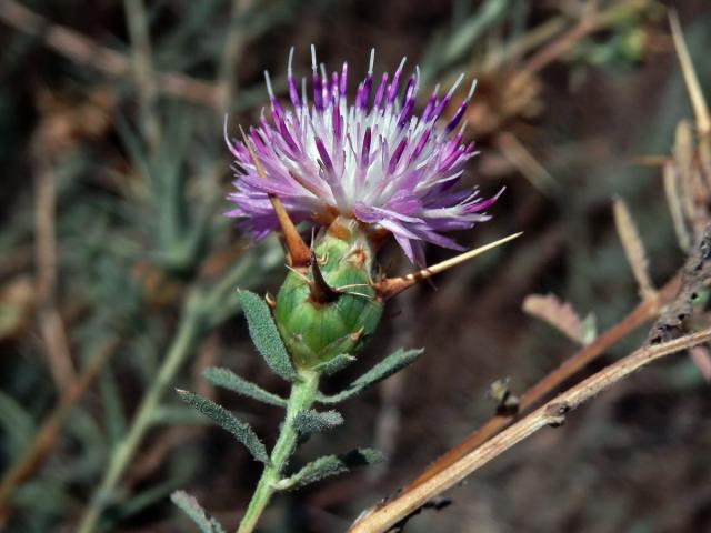 Chrpa sikavice (Centaurea calcitrapa L.)