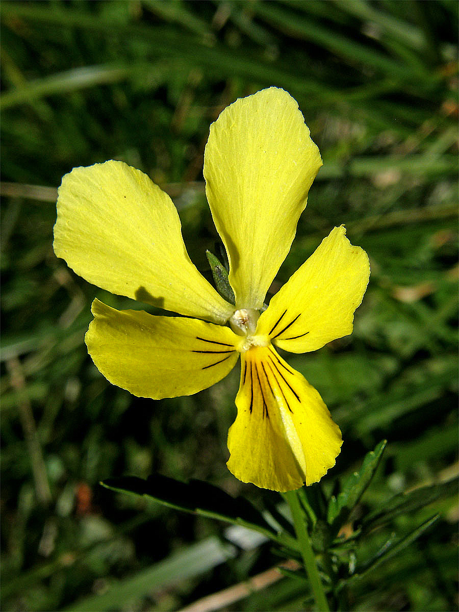 Violka žlutá (Viola lutea Huds.)