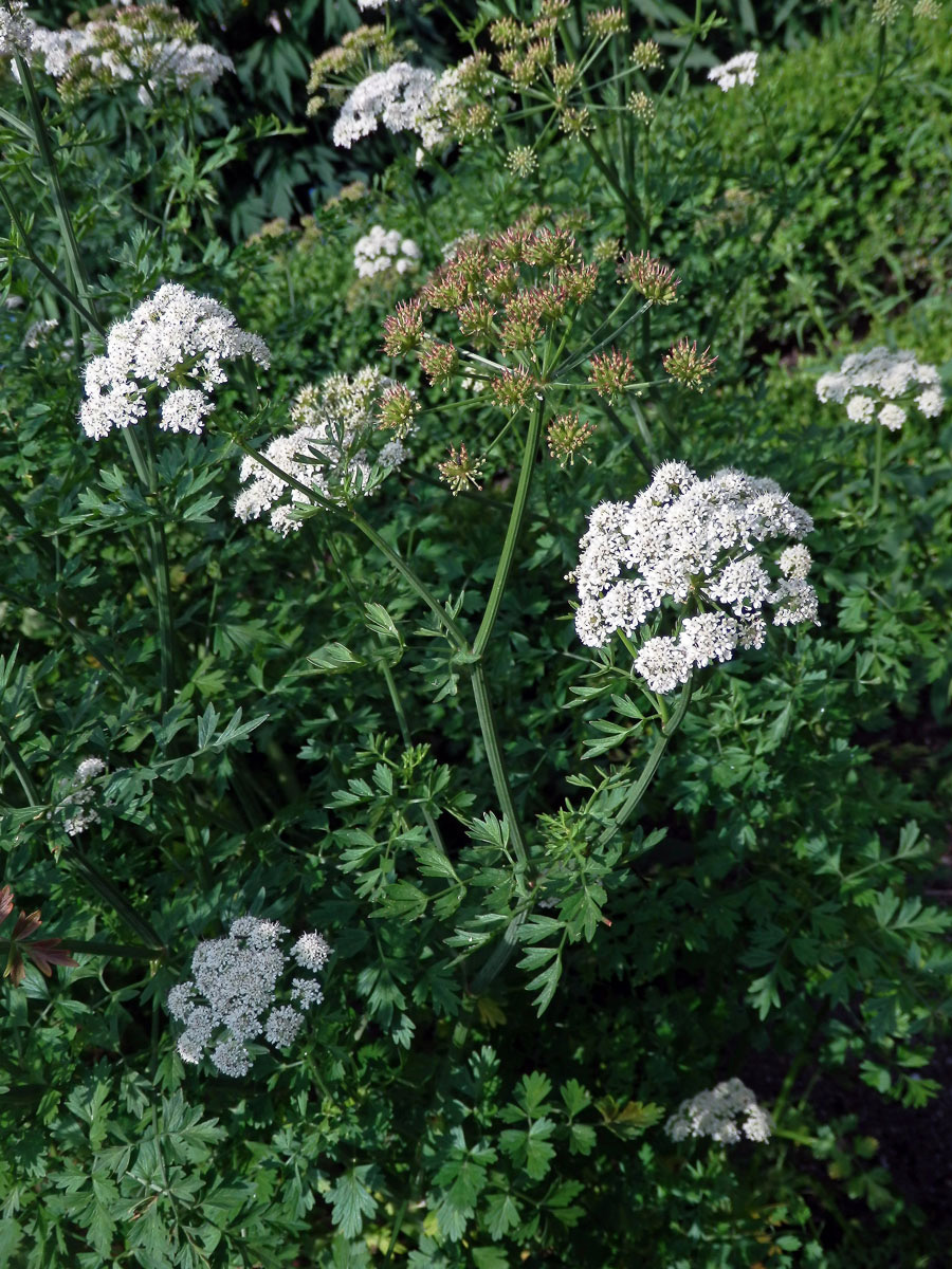 Halucha (Oenanthe crocata L.)