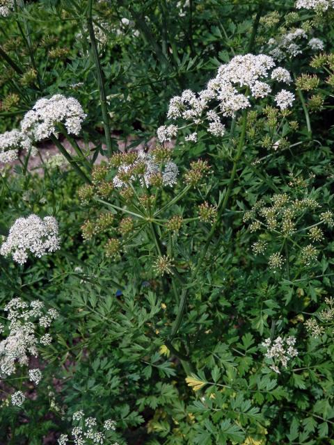 Halucha (Oenanthe crocata L.)