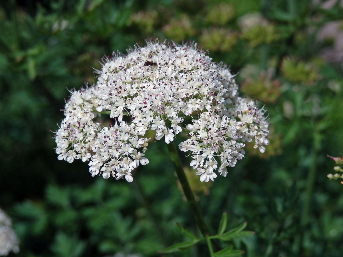 Halucha (Oenanthe crocata L.)