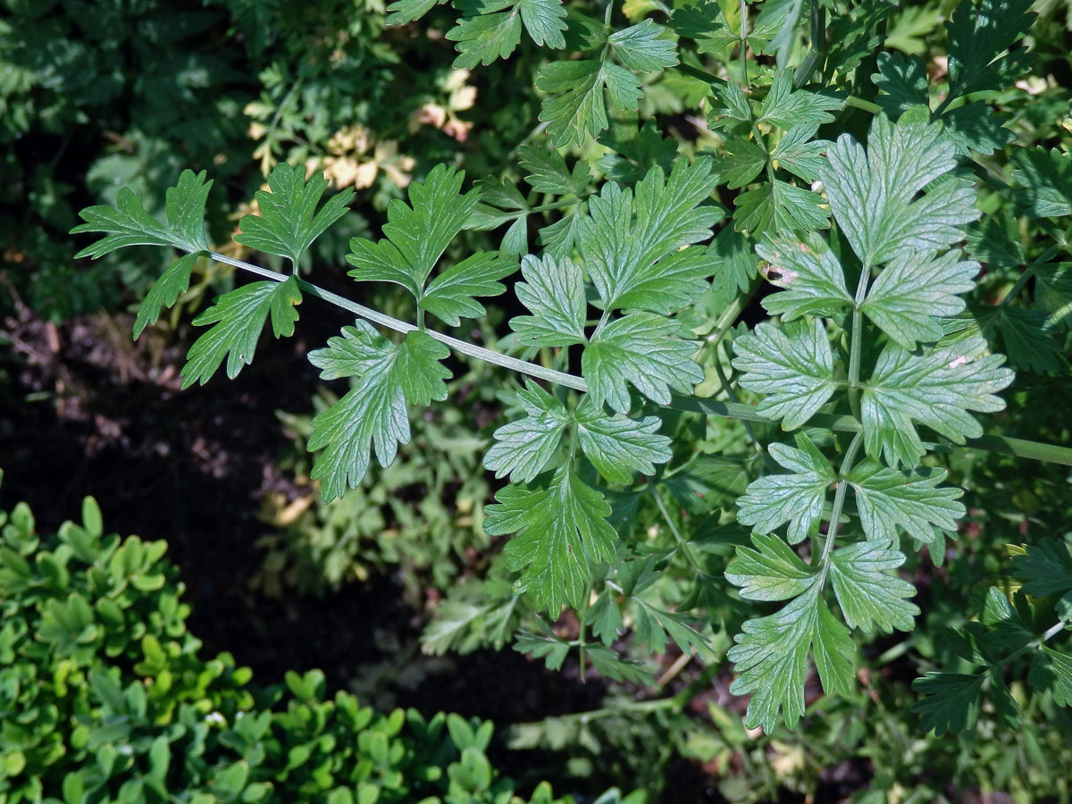 Halucha (Oenanthe crocata L.)