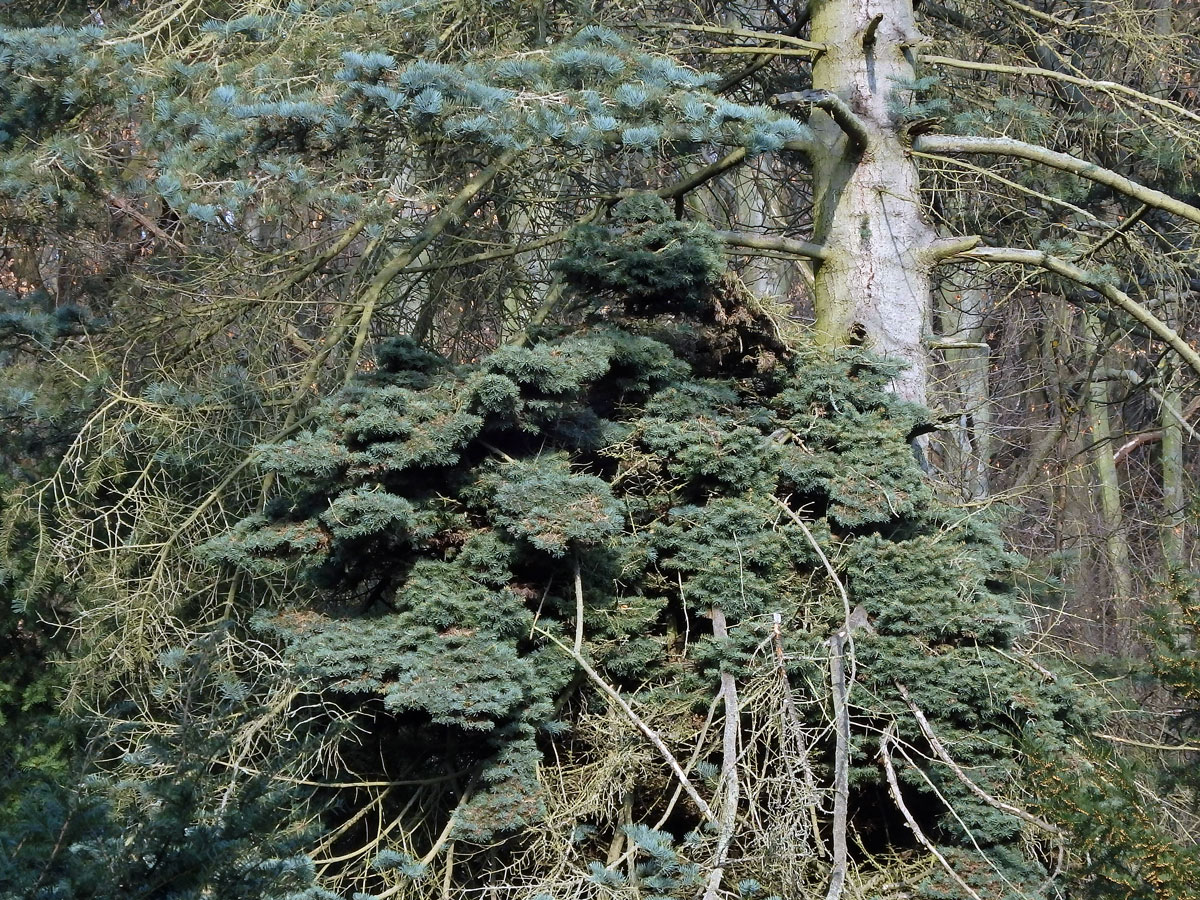 Čarověník na jedli ojíněné (Abies concolor Gord. et Glend.)