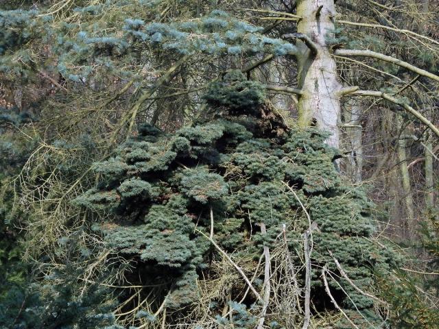 Čarověník na jedli ojíněné (Abies concolor Gord. et Glend.)