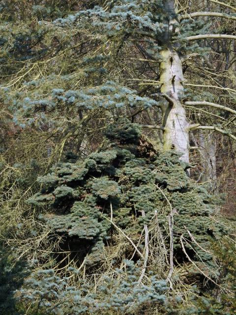 Čarověník na jedli ojíněné (Abies concolor Gord. et Glend.)