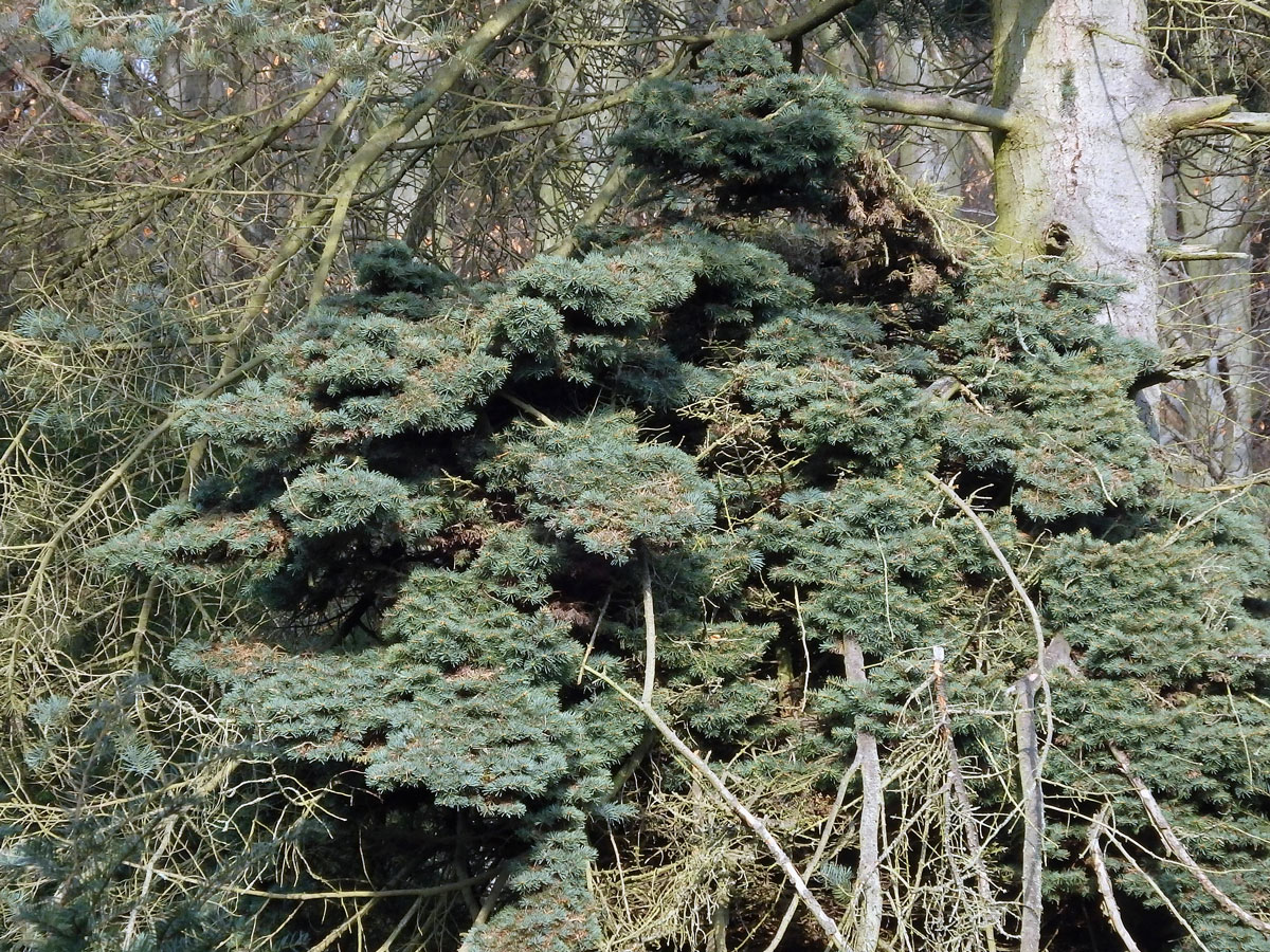 Čarověník na jedli ojíněné (Abies concolor Gord. et Glend.)