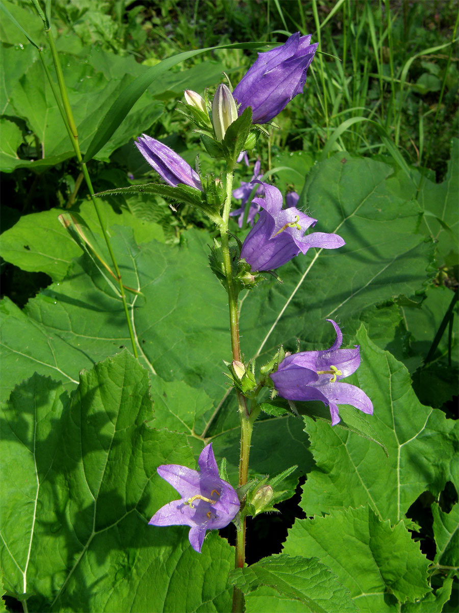 Zvonek kopřivolistý (Campanula trachelium L.)