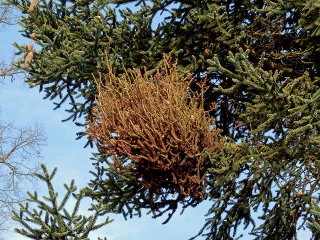 Čarověník na jedli španělské (Abies pinsapo Boiss.)