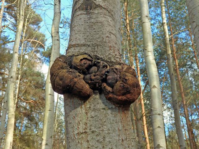 Topol osika (Populus tremula L.) s nádorem na kmeni (5a)