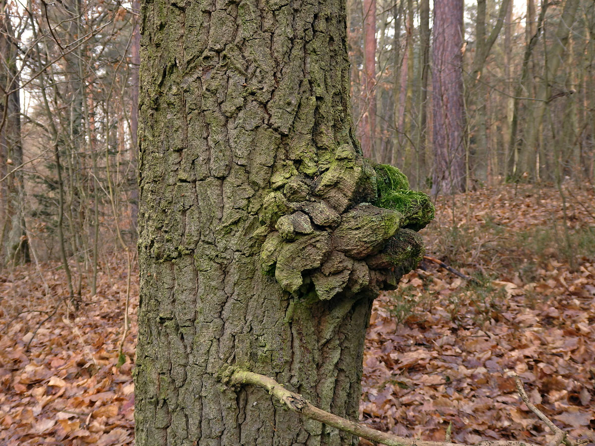 Nádor na dubu letním (Quercus robur L.) (31a)