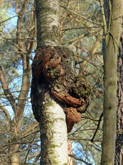 Nádor na bříze bělokoré (Betula pendula Roth) (51b)