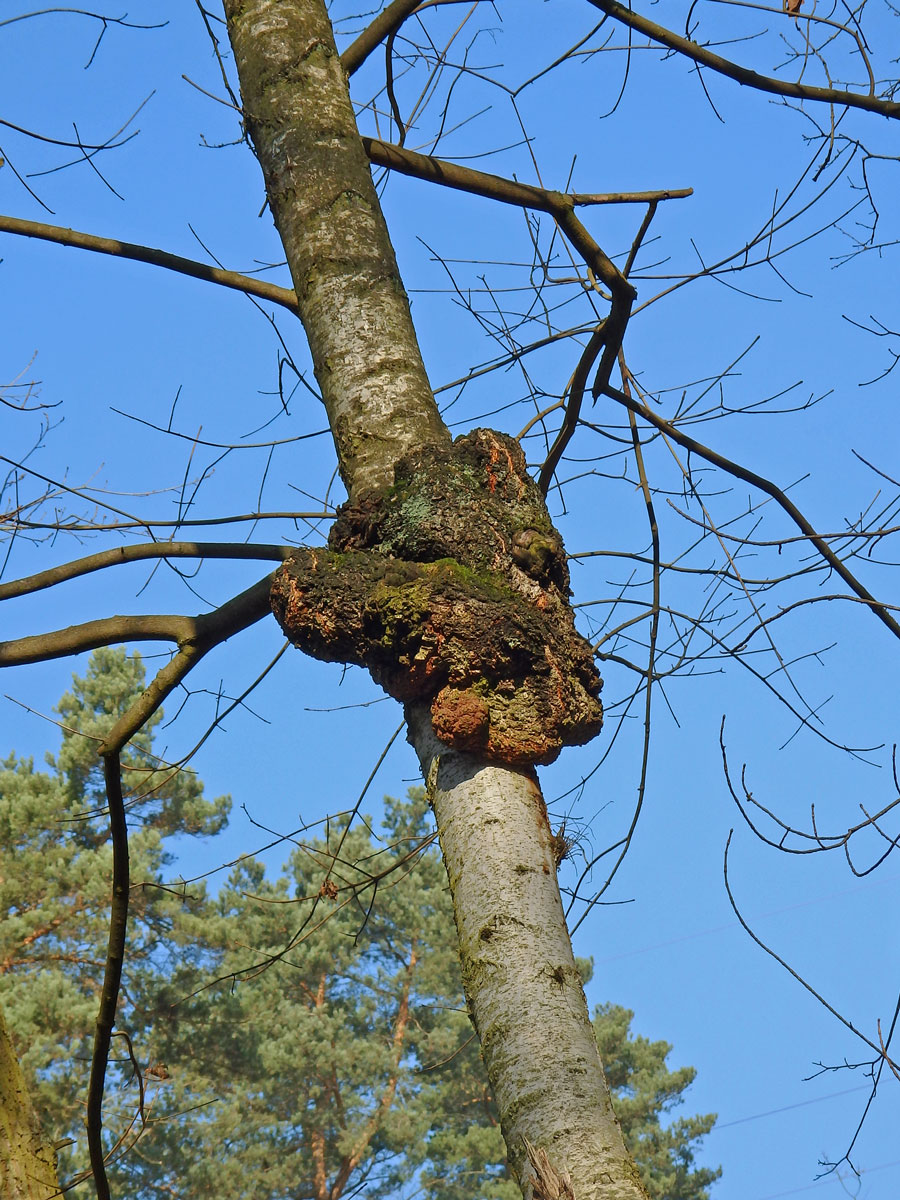 Nádor na bříze bělokoré (Betula pendula Roth) (51c)