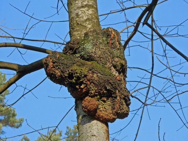 Nádor na bříze bělokoré (Betula pendula Roth) (51d)