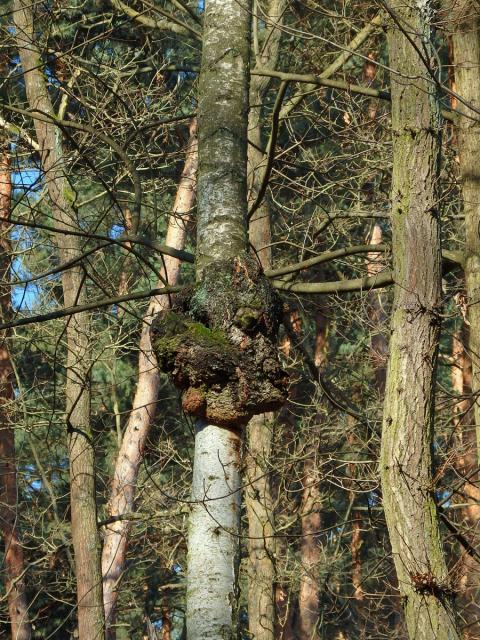 Nádor na bříze bělokoré (Betula pendula Roth) (51e)