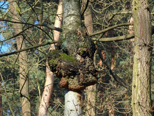 Nádor na bříze bělokoré (Betula pendula Roth) (51f)