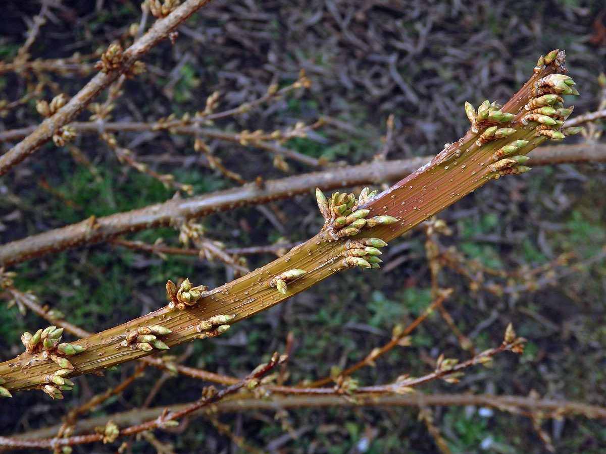 Zlatice převislá (Forsythia suspensa (Thumb.) Vahl), větévka postižená fasciací (1a)